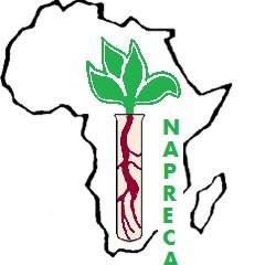 naprica logo